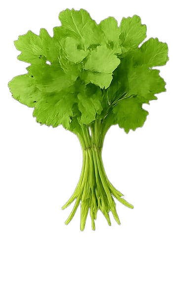 ধনিয়া পাতা (Coriander Leaves)